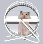 hamsterrad