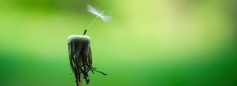 Ein verblühter Löwenzahn mit einem letzten Samenkorn vor grünem Hintergrund – Symbol für Hoffnung bei Liebeskummer und einen Neuanfang durch Therapie.