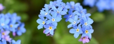 Eine Nahaufnahme zarter, hellblauer Vergissmeinnicht-Blüten. Die filigranen Blumen symbolisieren die Sehnsucht nach Verbundenheit und das Gesehenwerden.