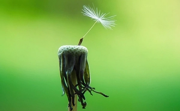 Ein verblühter Löwenzahn mit einem letzten Samenkorn vor grünem Hintergrund – Symbol für Hoffnung bei Liebeskummer und einen Neuanfang durch Therapie.