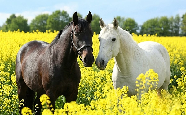 Ein schwarzes und ein weißes Pferd stehen sich auf einer blühenden Wiese gegenüber und erinnern an die Begegnung mit den Gegensätzen in uns selbst.
