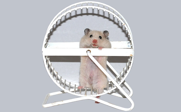 Wer sein Weltbild nicht hinterfragt, dreht sich oft wie ein Hamster im Laufrad im Kreis.