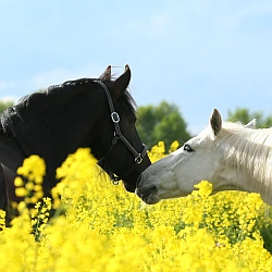Zwei Pferde in einer blühenden Landschaft laden dazu ein, die Kurse der Reinkarnationstherapie in einer vertrauensvollen Atmosphäre kennenzulernen.