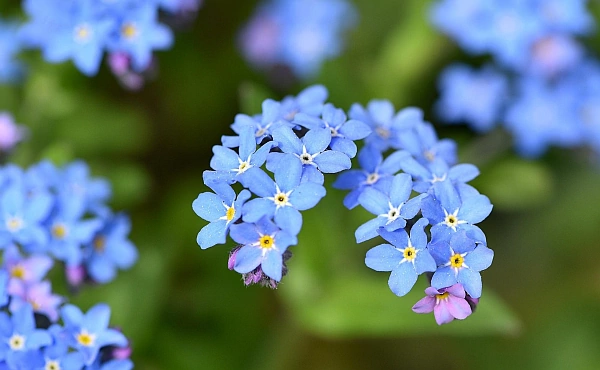 Eine Nahaufnahme zarter, hellblauer Vergissmeinnicht-Blüten. Die filigranen Blumen symbolisieren die Sehnsucht nach Verbundenheit und das Gesehenwerden.